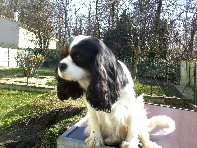 Athalie du val de la Ferrite