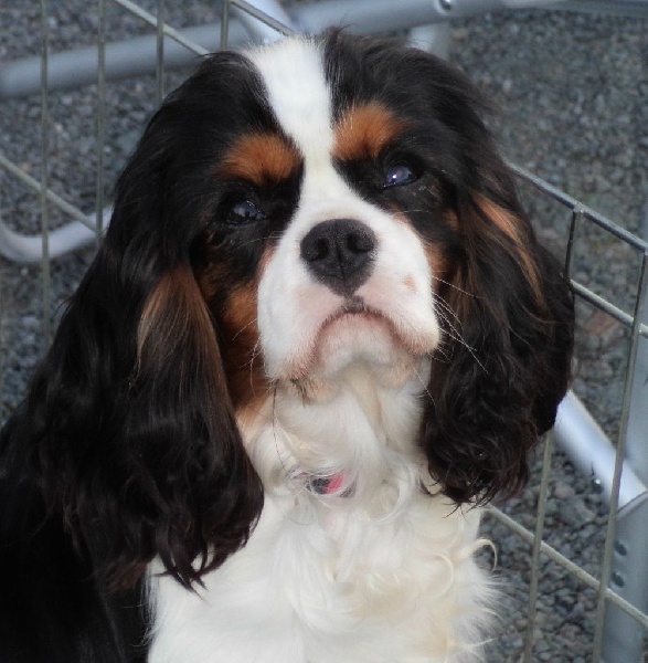 Iseult du val de la Ferrite