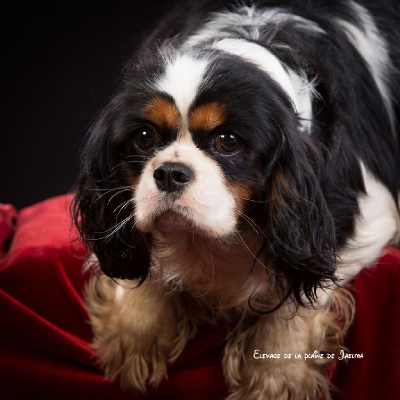 Jillian rose dit jeannette du val de la Ferrite