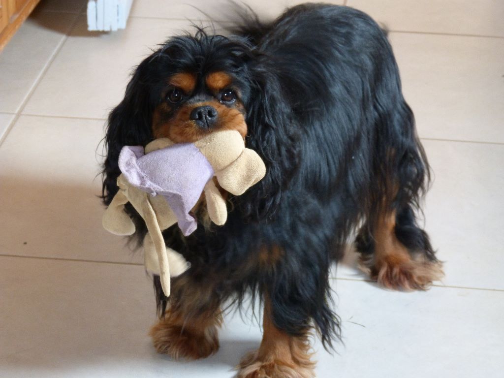 Liam du val de la Ferrite