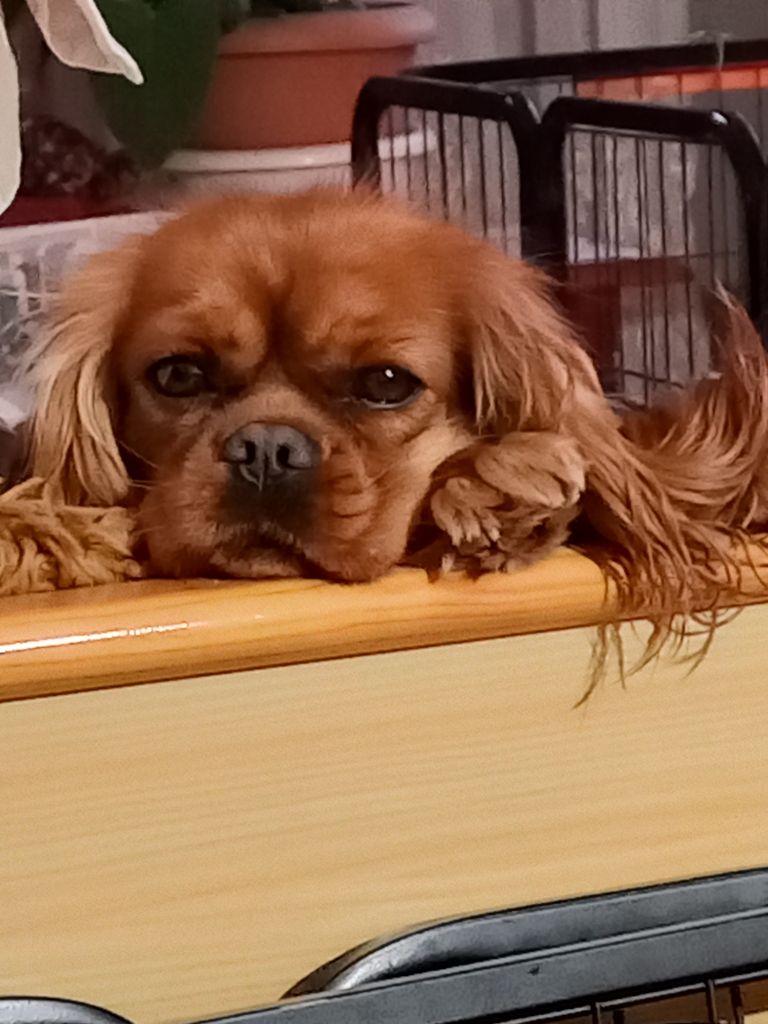 Pee -wee du val de la Ferrite