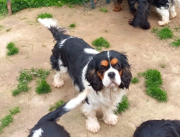 Prisca du val de la Ferrite