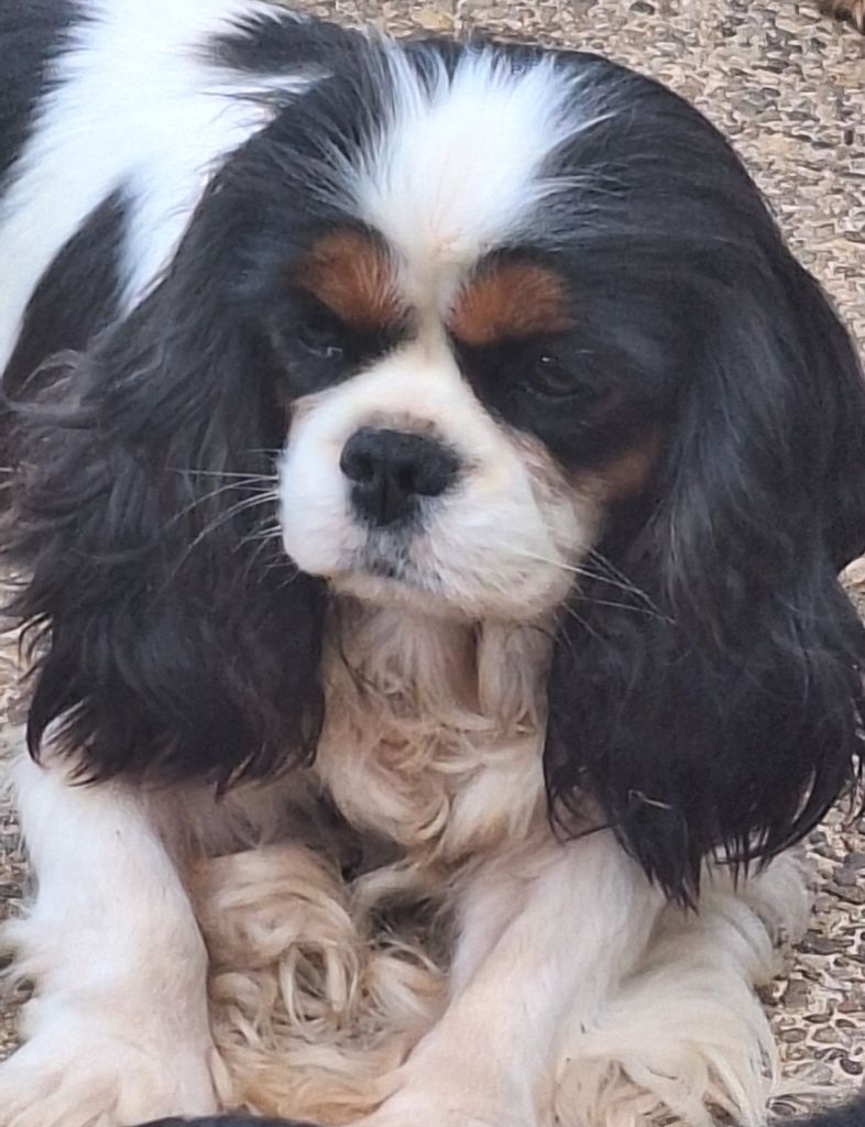 Rose des sables du val de la Ferrite